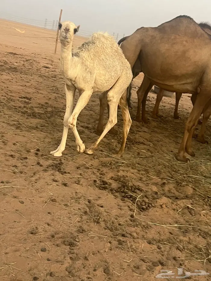 حاشي للبيع 0
