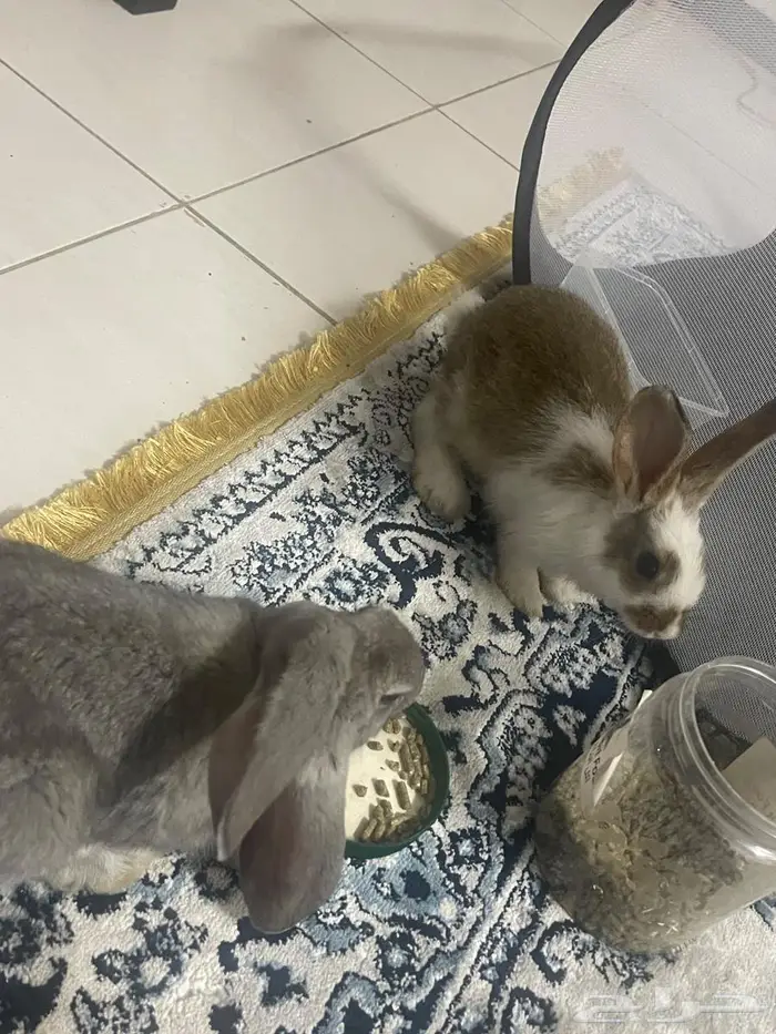 ارانب للبيع 2
