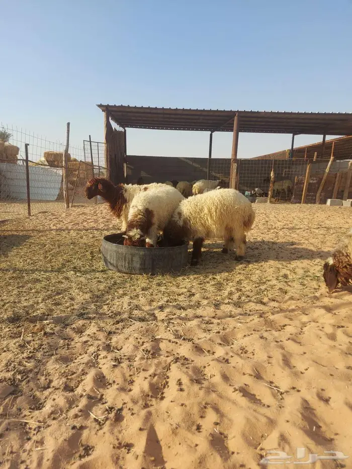 خرفان ورخال نعيم طيبه 0