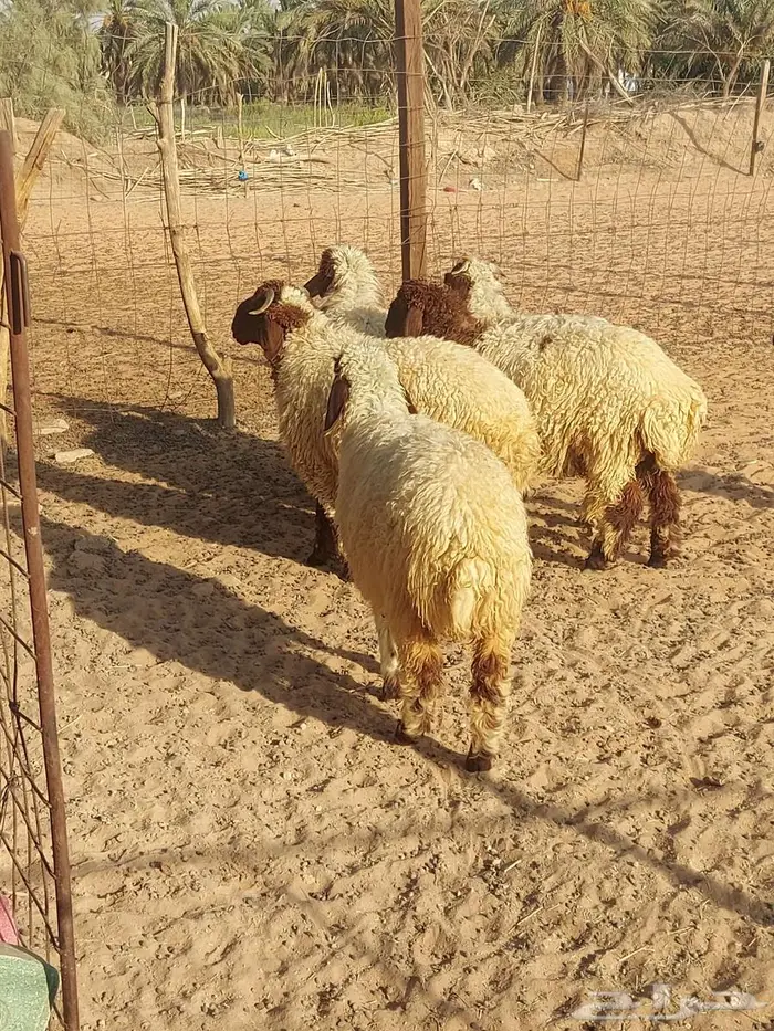 خرفان ورخال نعيم طيبه 1