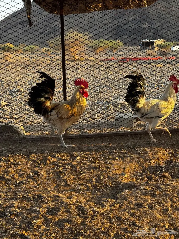 ديكه للبيع 1