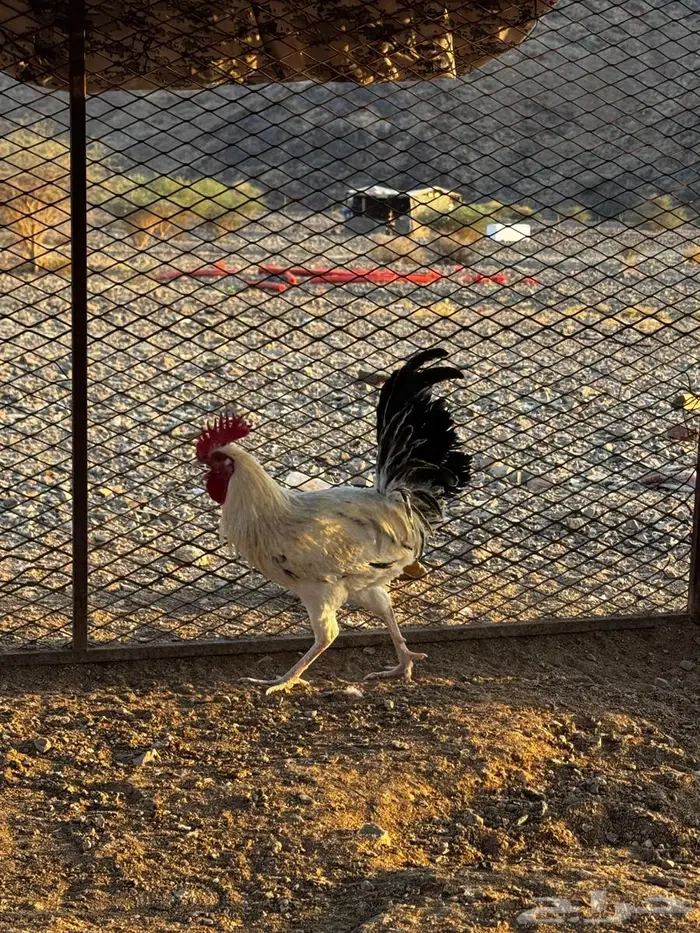 ديكه للبيع 3