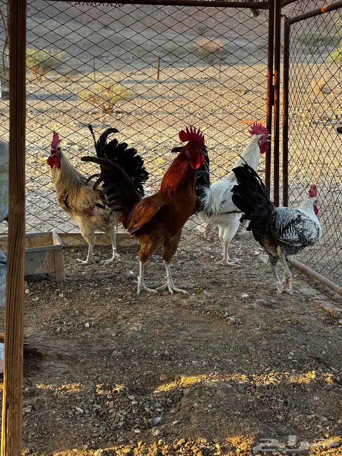 ديكه للبيع 5