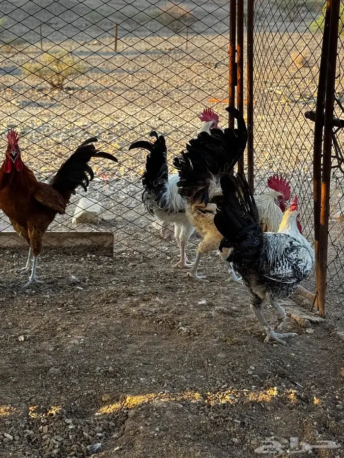 ديكه للبيع 6