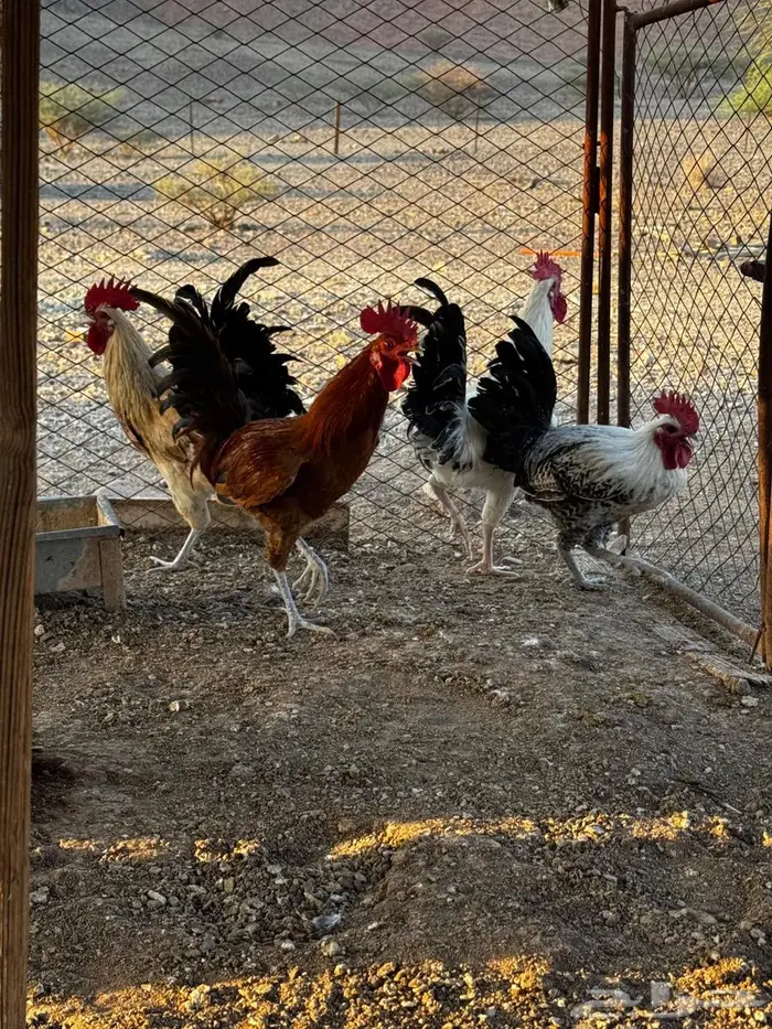 ديكه للبيع 7