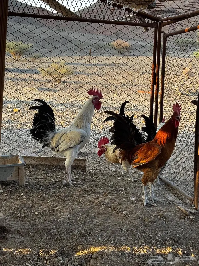 ديكه للبيع 11