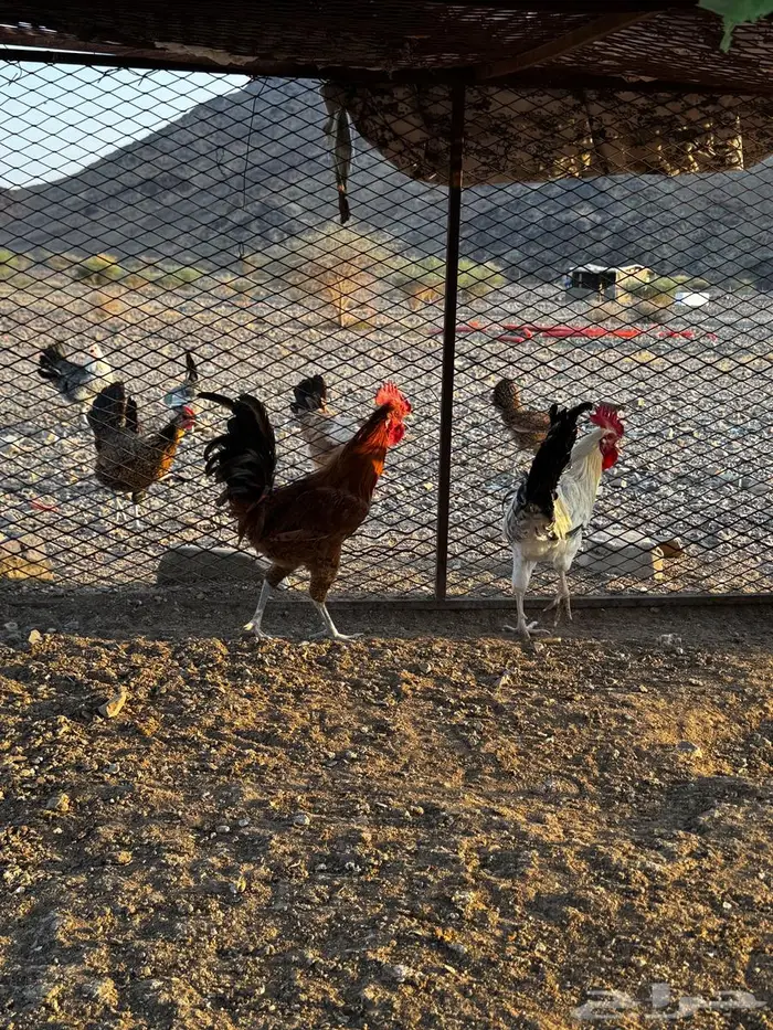 ديكه للبيع 12