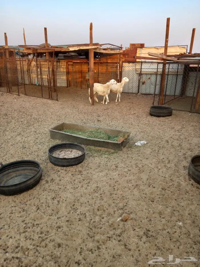 رخال حريه للبيع 0