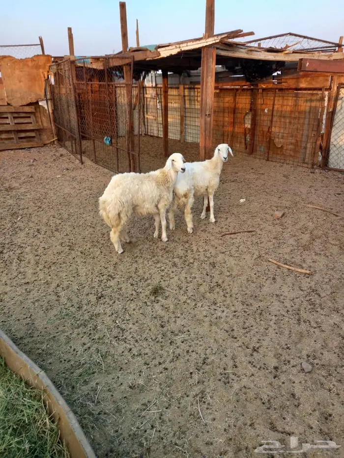 رخال حريه للبيع 1