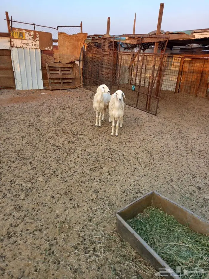 رخال حريه للبيع 2