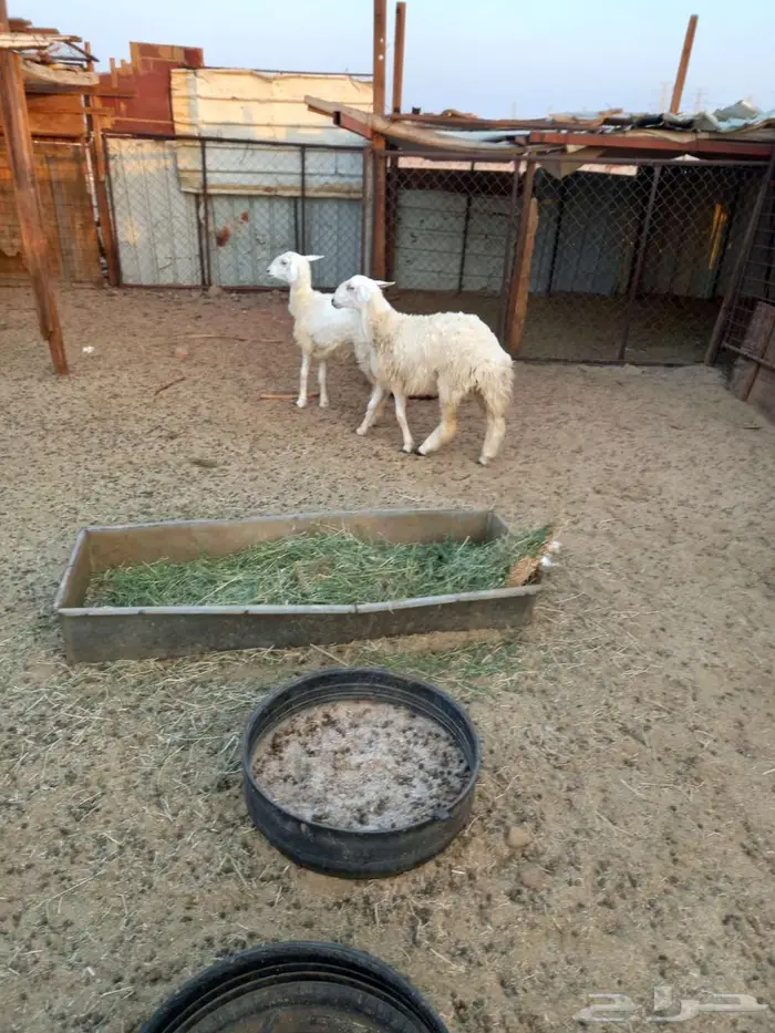 رخال حريه للبيع 4