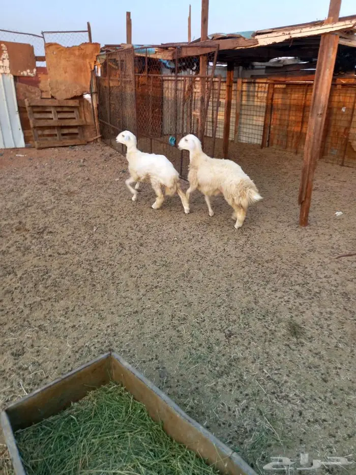 رخال حريه للبيع 5