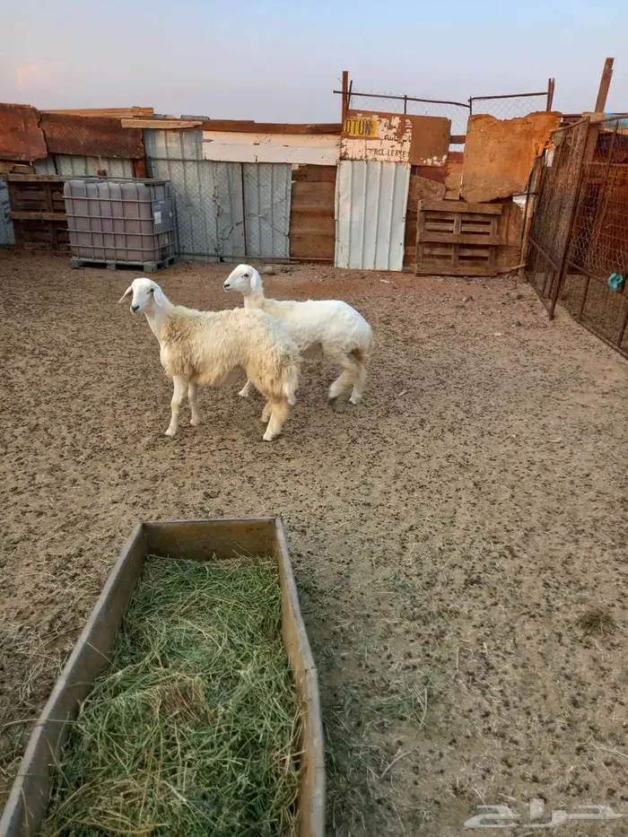 رخال حريه للبيع 6