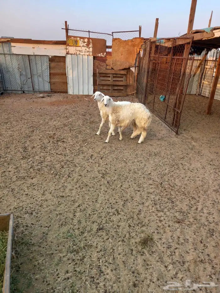 رخال حريه للبيع 7