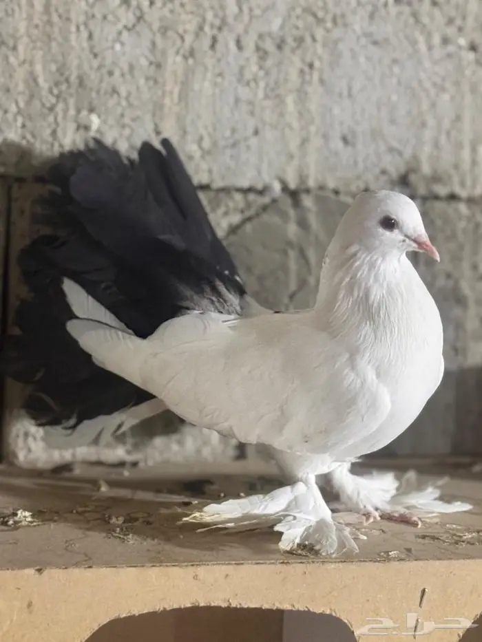 حمام رقاص الون فاخرة 3