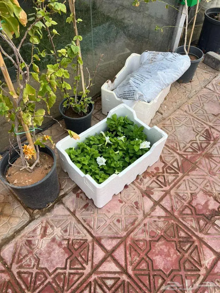 تنسيق وصيانه الحدائق 9