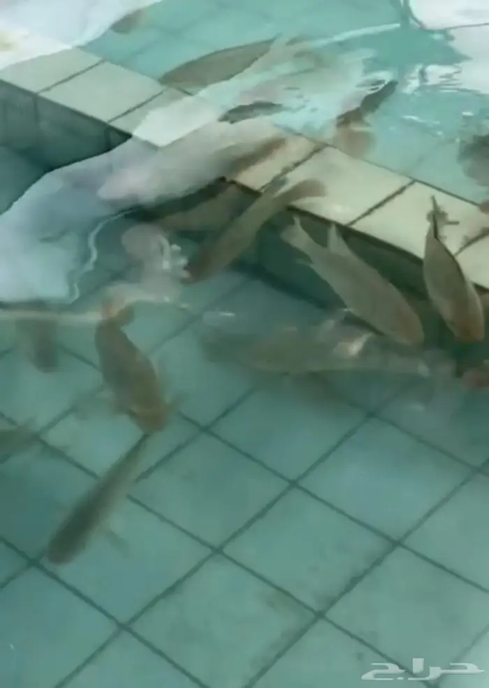 سمك بلطي حي 2