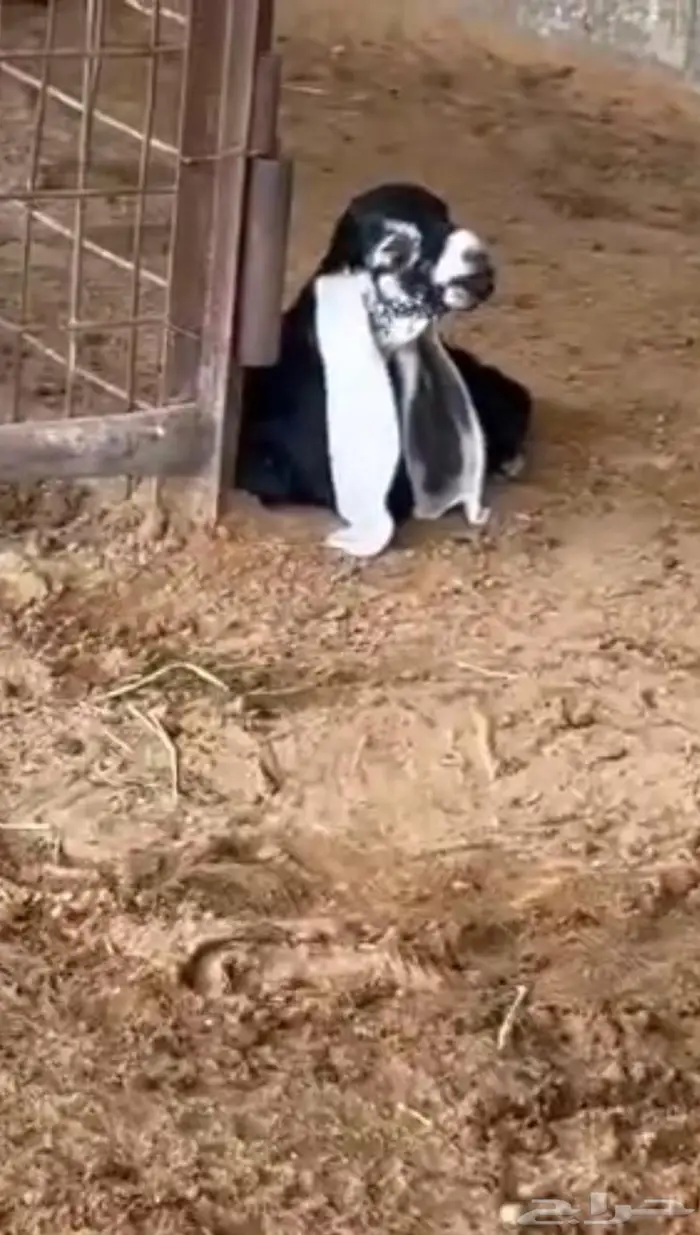 مشروع فحل عارضي كفو صنف معرف 0