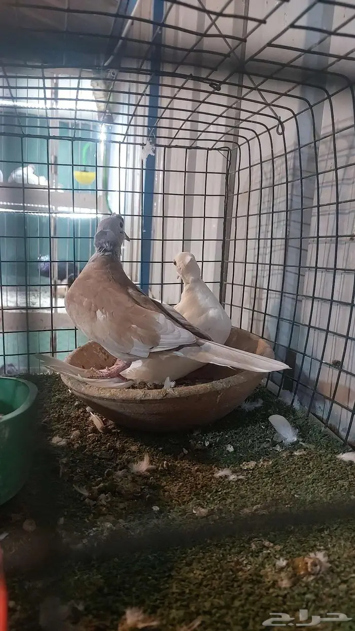 للبيع زوج قمري تم البيييع 1