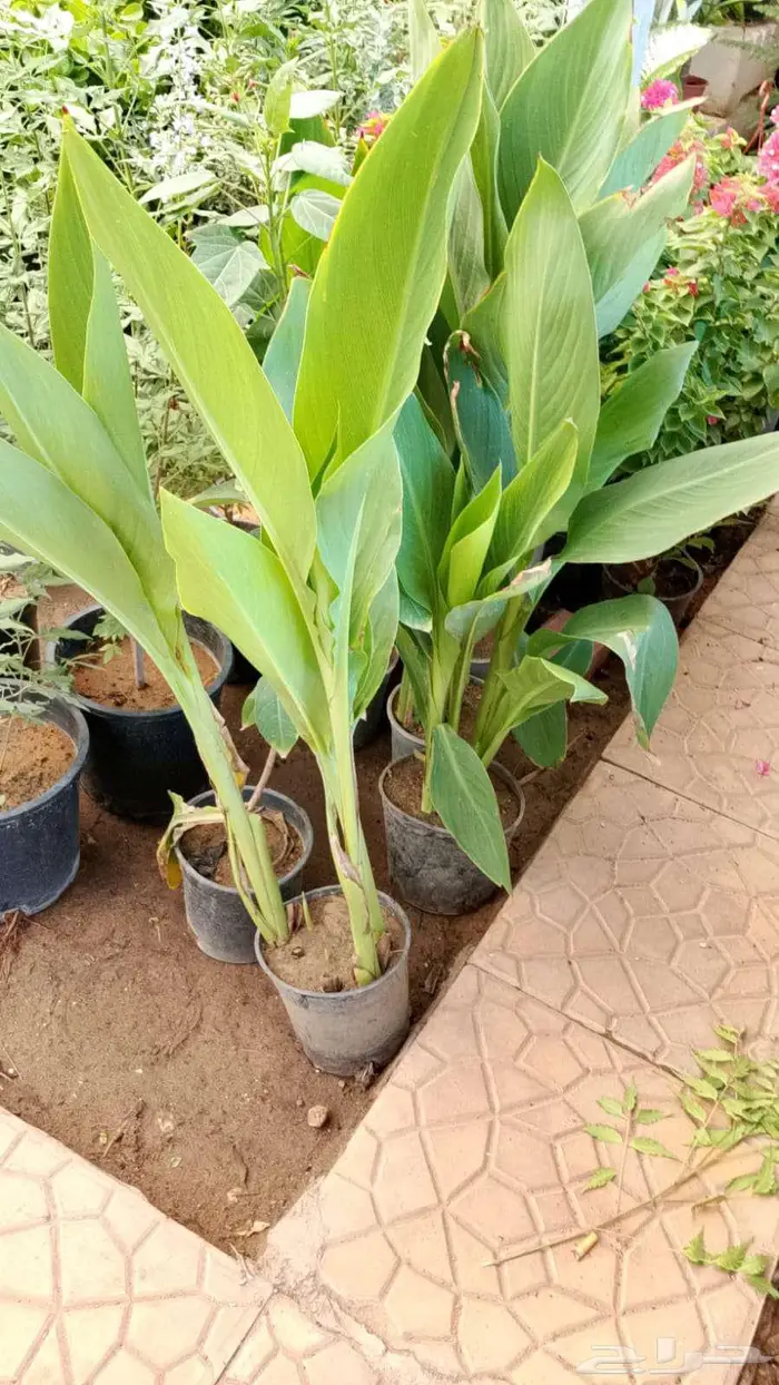 تنسيق وصيانه الحدائق 0