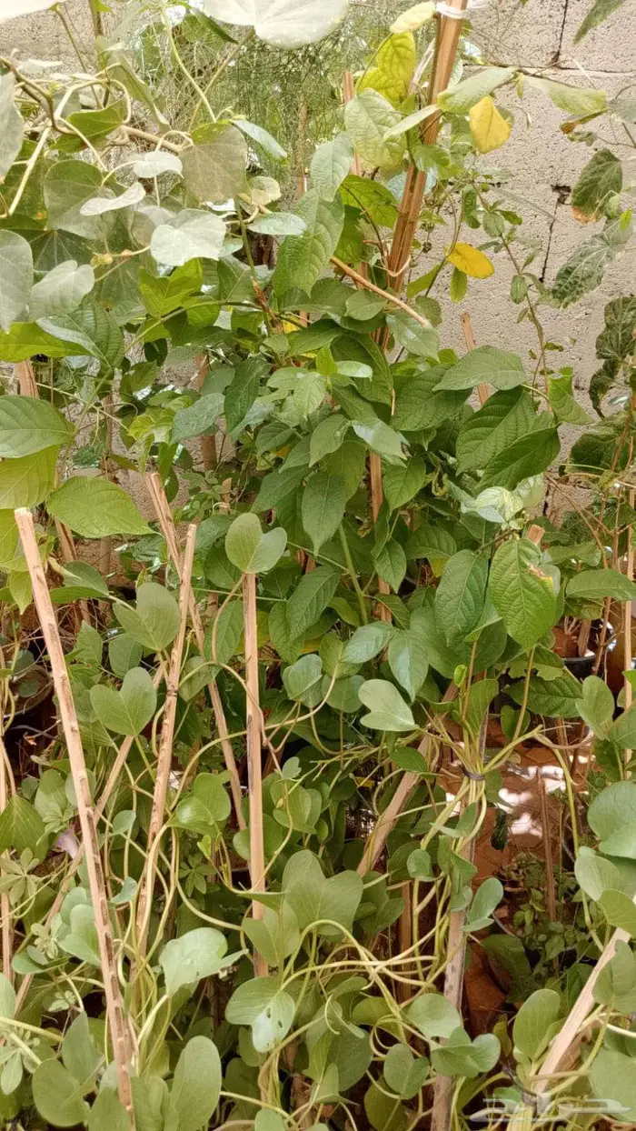 تنسيق وصيانه الحدائق 4