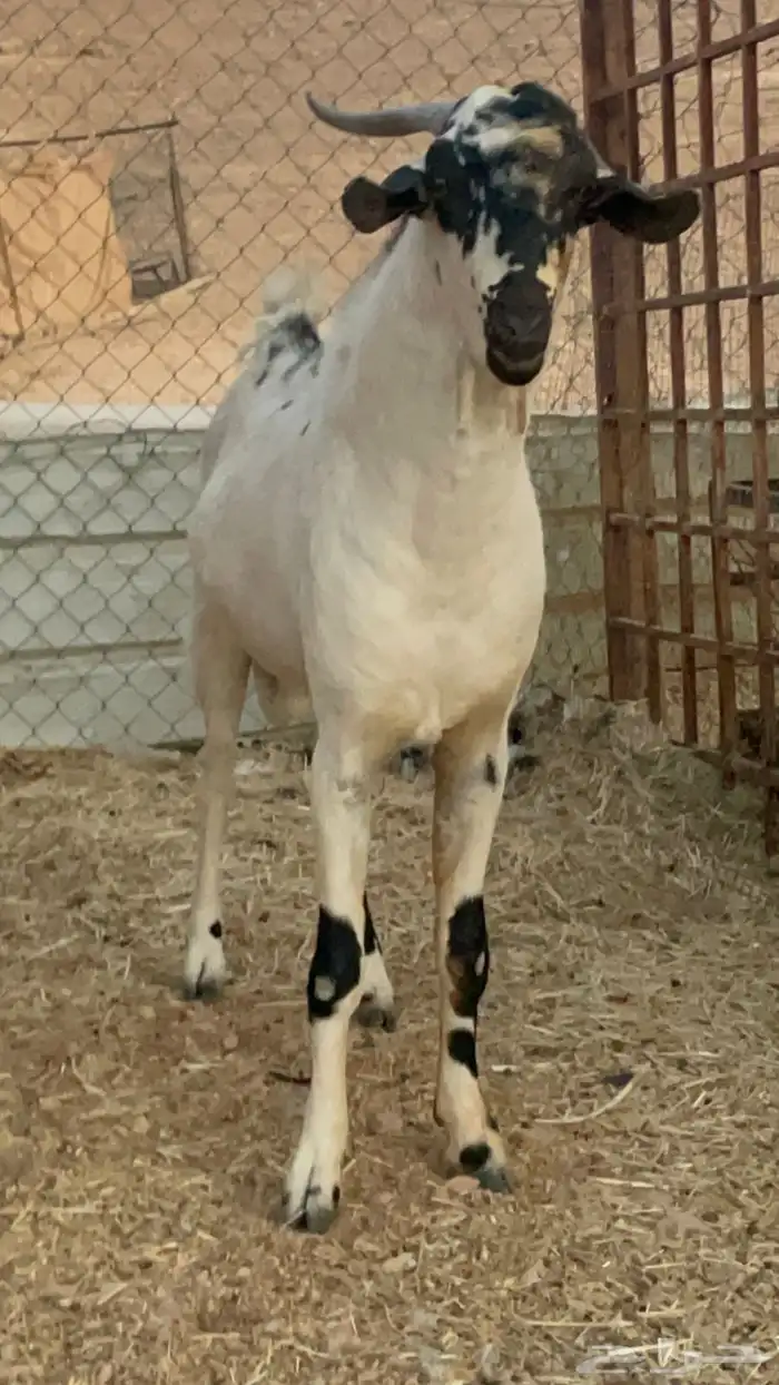 فحل كايف وزين بيشي للبيع 5