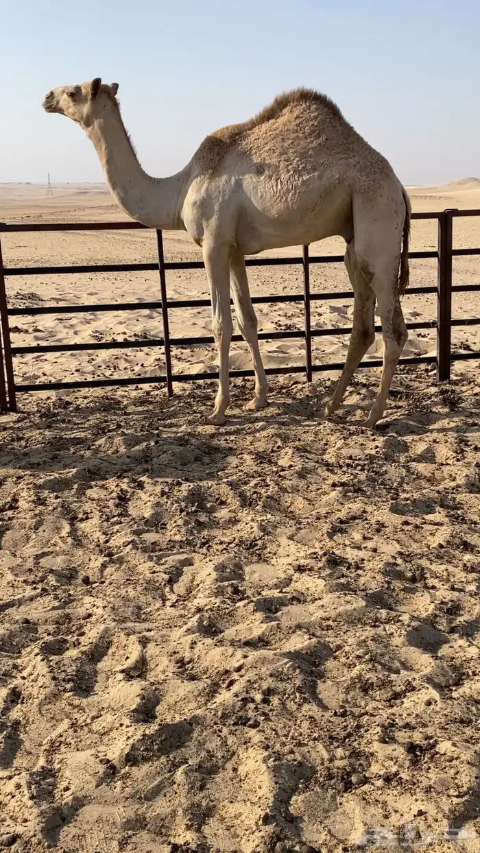 عرض قعود هجن طيب 0