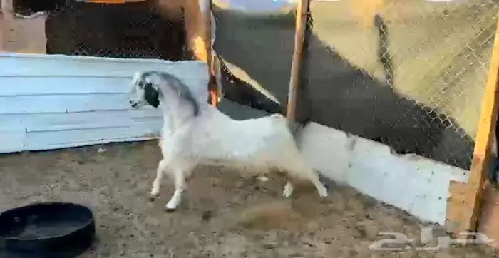 فحل مصري ابيض جرم ومنتج لاعلي سومه 1