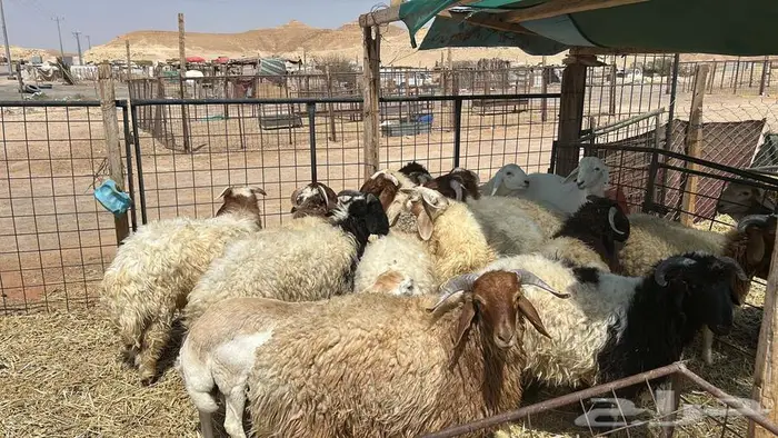 ذبائح نعيمي و سواكن مرابي الب 0