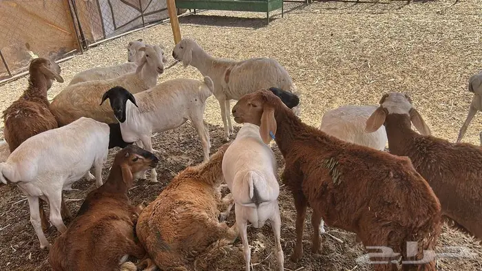 ذبائح نعيمي و سواكن مرابي الب 1