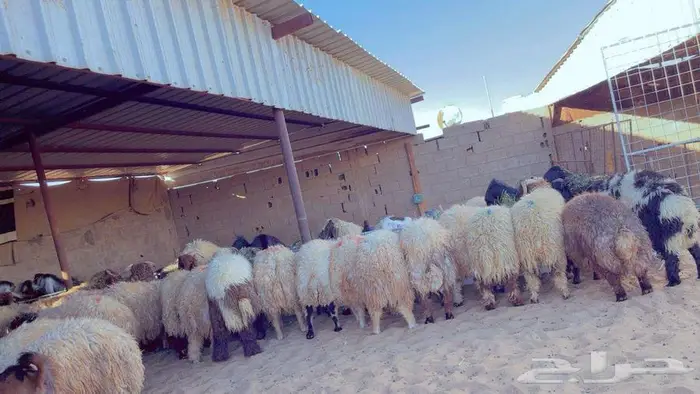 خرفان نعيمي وتيوس بلدي عالشرط خدمة تابي 3