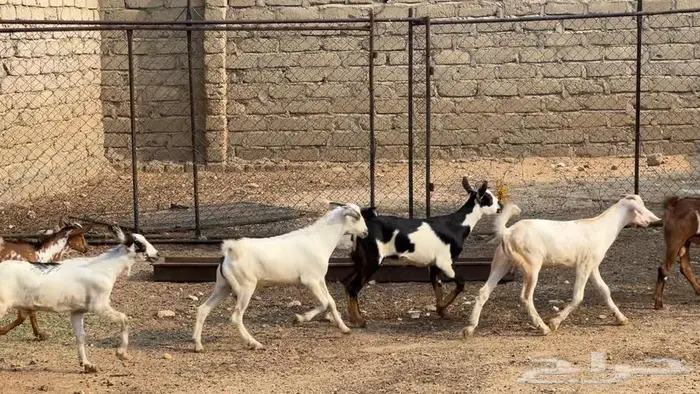 بهم 8تيوس و2جفار 3