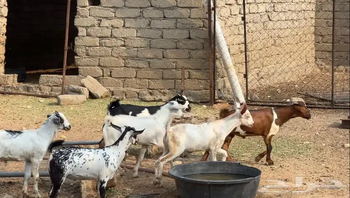 بهم 8تيوس و2جفار 0