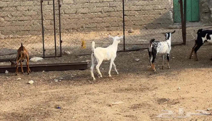 بهم 8تيوس و2جفار 2