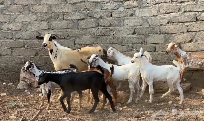 بهم 8تيوس و2جفار 1