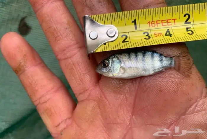 سمك بلطي حي 9