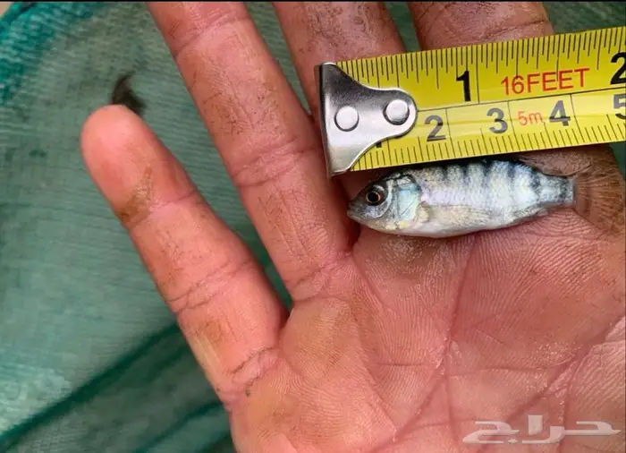 سمك بلطي حي 10