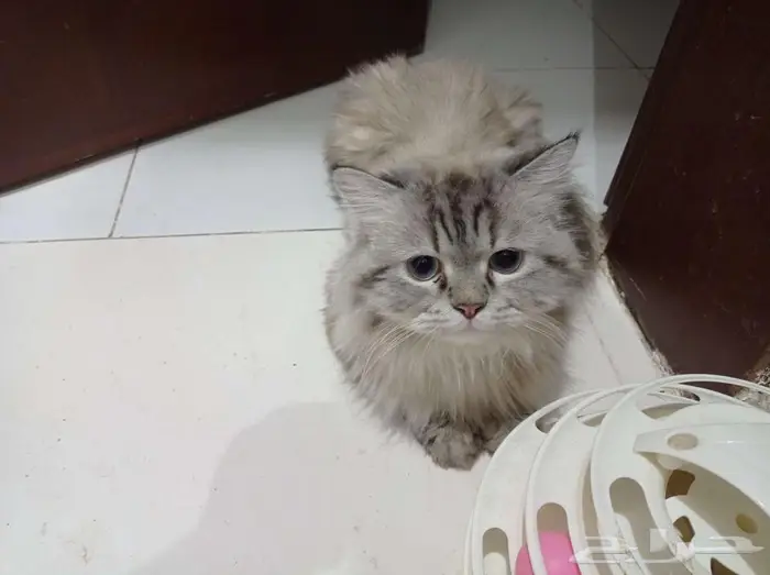 قط للتبني والتزاوج 2