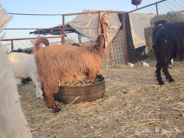 عنز مضرع مع بنتها جذعه مقروعه 1