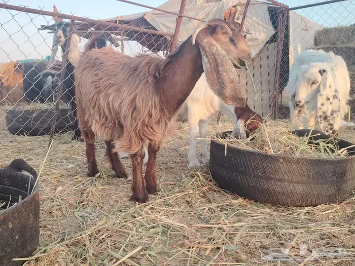 عنز مضرع مع بنتها جذعه مقروعه 0