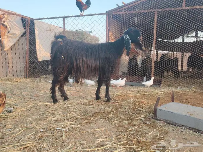 عنز مضرع مع بنتها جذعه مقروعه 3