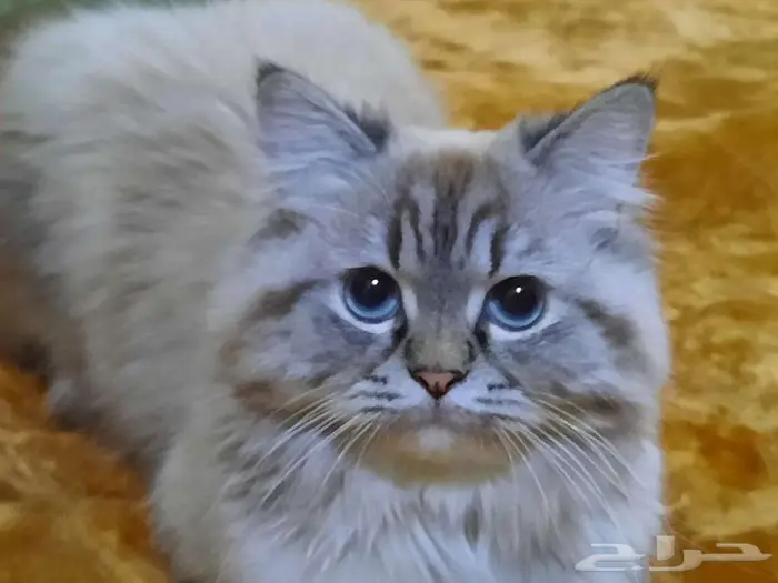 قط للتبني والتزاوج 0