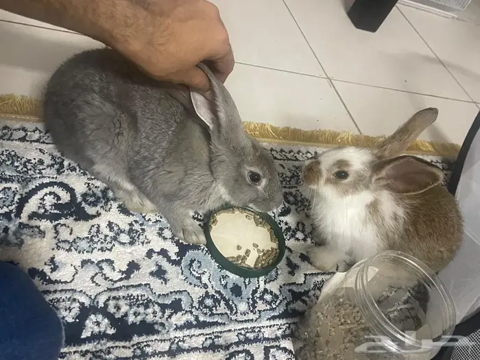 ارانب للبيع 1