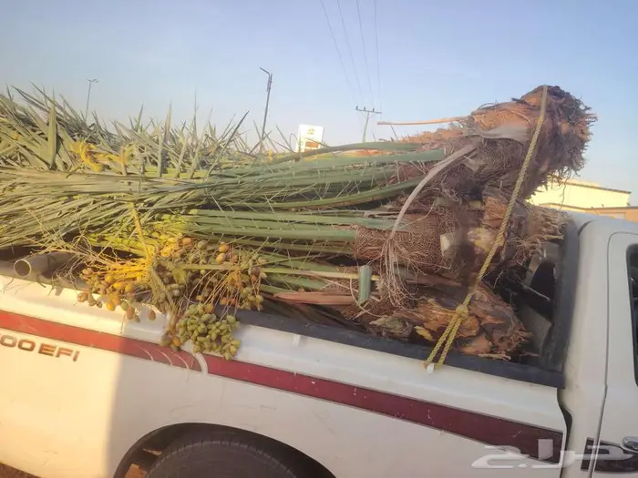 نخيل البيع الرياض المزحميه ديراب نساح المشاعله جو 0