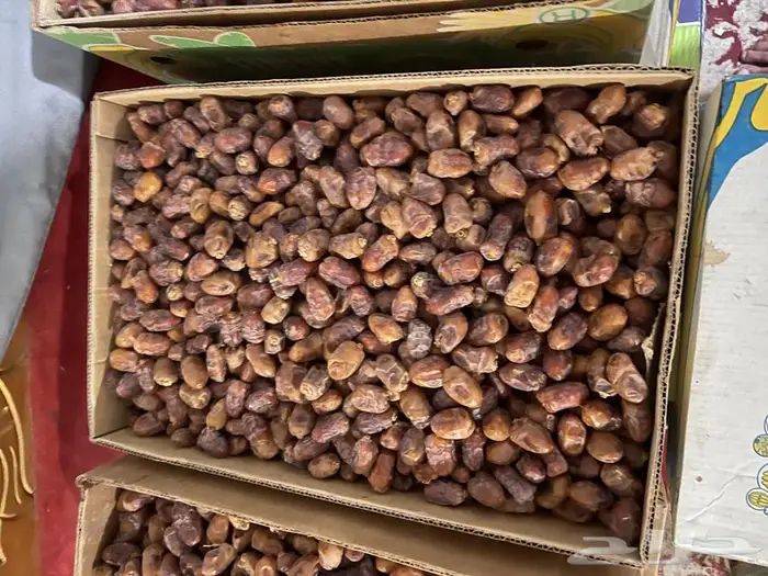 تمر اخلاص الحساء 1