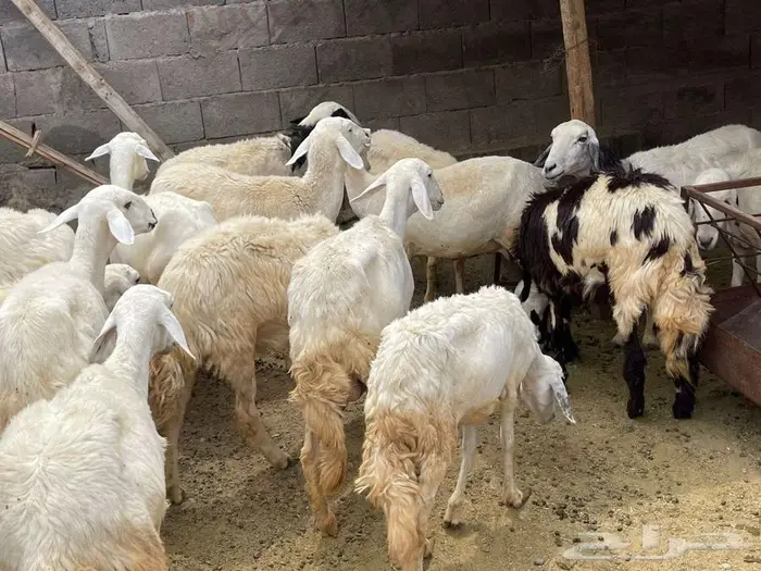 غنم مراح واحد ظان العدد15ولد تحتها15 1