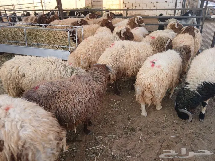 خرفان نعيمي وتيوس بلدي عالشرط خدمة تابي 2