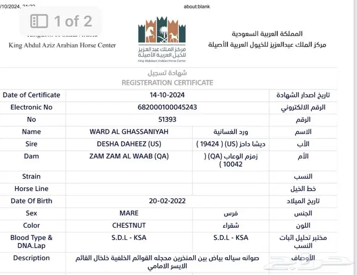 مربط ضابحات مروانيه يقدم فرس مصريه بيور 1