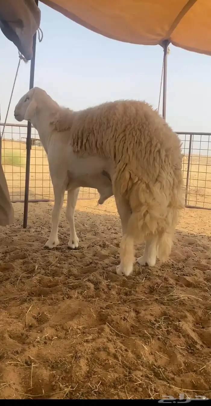 فحل صنف مشروط (تم اليبع ) 0