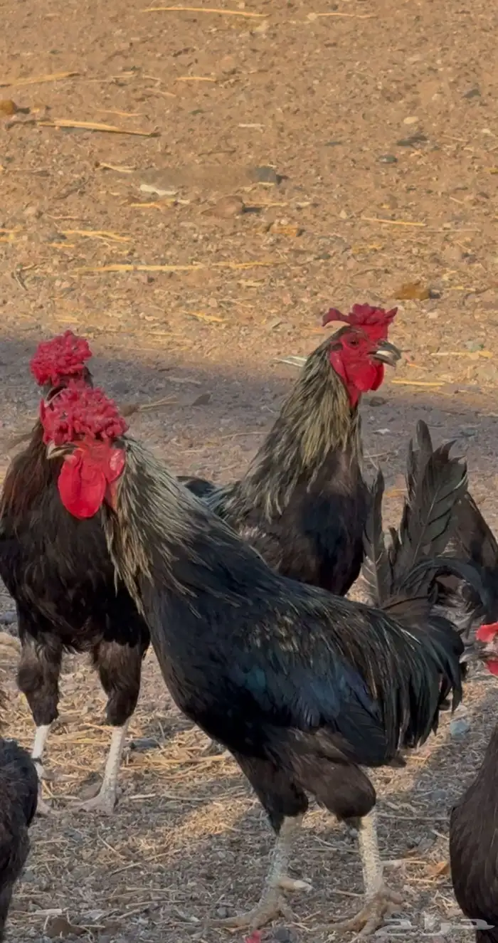 للبيع مشروع دجاج بلدي 1